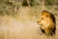 Loewe (Panthera leo), maennlich, Namibia, Afrika, male Lion, Africa